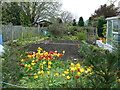 Cottage garden in Gellifor in LL15 1SF