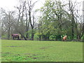 Horses grazing at Claremont Equestrian Centre in LL15 1UE