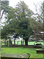Yew in the churchyard of St Hychan's Church, Llanychan in LL15 1UF