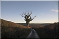 Dead Oak near Lamplands in YO21 1UG