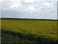 Oilseed rape crop off the B1040 in PE6 0RF