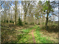 Path in Micheldever Wood in SO24 9UB