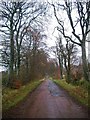Tree-lined road above Brownlee in ML8 5HH