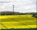 Transmission mast in oilseed rape field in CO10 8EQ