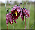 The Snakes Head Fritillary in OX29 7YR