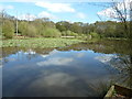 Lily pads on Combe Pond in GU31 5DP