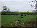 Grazing land, Allington in NG32 2DP