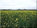 Oilseed rape crop off Cliff Lane in NG32 2HU