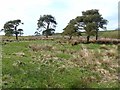 Scattered Scots Pines at Slack House Farm in Waterhead