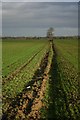Lonely furrow and tree in CB7 5UP