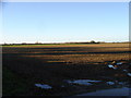 Open farmland from Back Lane 0.5 Km NE of Etling Green EAST DEREHAM Norfolk in NR20 3HA