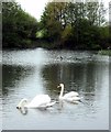 Two Swans a swimming. in WF10 4RJ