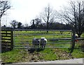 Two ewes, Hill Farm, Theberton, Suffolk in Theberton