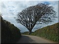 Tree beside the road to Harbourneford in TQ10 9DS