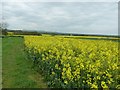 Rape seed crop by Mays Farm in BN27 3TH