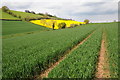 Wheat and oilseed rape fields in GL17 0LT