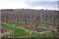 Hillside covered in orchards in TN17 1LL