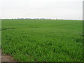 Farmland off the A142 in PE16 6XA