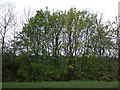 Trees beside the A142 in CB6 3QG