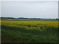Oilseed rape crop off Long Causeway in CB6 2HY