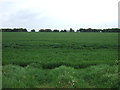 Farmland off the A142 in CB6 3FN