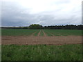 Farmland, Icklingham in IP28 6QD