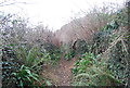 Overgrown byway, Bar Lane in DT6 4NW