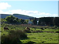 Cattle on the common, Hill Farm, Penyrheol in NP4 5LT