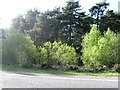 Woodland north of A31 in BH21 7QS