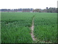Footpath over field in IP28 6UD