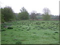Rough pasture by the River Brett in IP7 6LQ