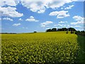 Oil seed rape, Bloxworth Down in DT11 9BT