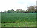 Farmland near Great Bromley in CO7 7HX