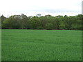 Farmland towards Thorringtonhall Wood in CO7 8HB