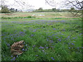Farmland and bluebells off the B1027 in CO16 8GZ