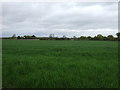 Farmland off Bypass Road in CO16 8HQ