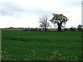 Farmland off St Osyth Main Road in CO16 8BN