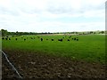 Cattle in field north of Mill's Farm House in GU31 5EQ