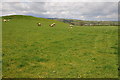 Grazing land at Bethlehem in SA19 6YE