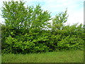 Hedgerow beside the A133 in CO16 8FH