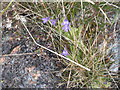 Butterwort [Pinguicula vulgaris] at Kintra in PA66 6BP