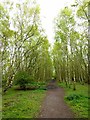 Path through Havannah/Three Hills Nature Reserve in NE13 9EX