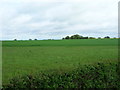 Farmland, Tendring Green in CO16 0DE