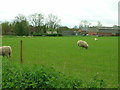 Grazing, Wenham Place in CO7 6PH