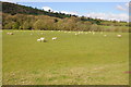 Sheep in the Usk valley in LD3 8PT