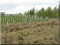 New woodland planting at Springhill in ML7 5FH