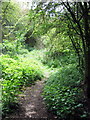 Woodland path towards Rectory Farm in MK19 7BB