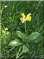 False oxlip, Hastings Cross in TA19 9NS