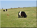 Belted Galloways at Burdon Moor in NE16 5EQ
