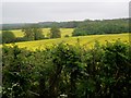 Rape Seed and Woodland Seen From West End Lane in AL9 6JE